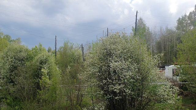 Малиновый звон