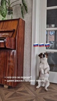Пёс патриот