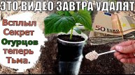 🔥 ТАЙНЫЕ ЗНАНИЯ ПРИ ПОСАДКЕ ОГУРЦОВ – секреты, которые дадут урожай на 100 000 рублей!