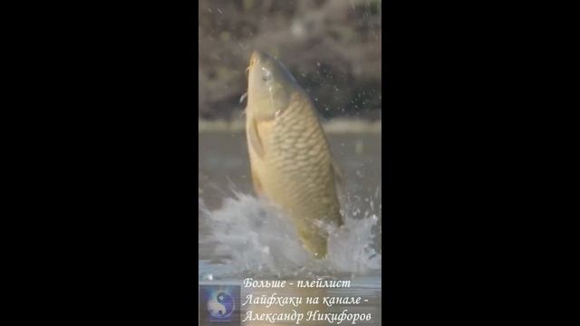 Рыбалка. Красота
