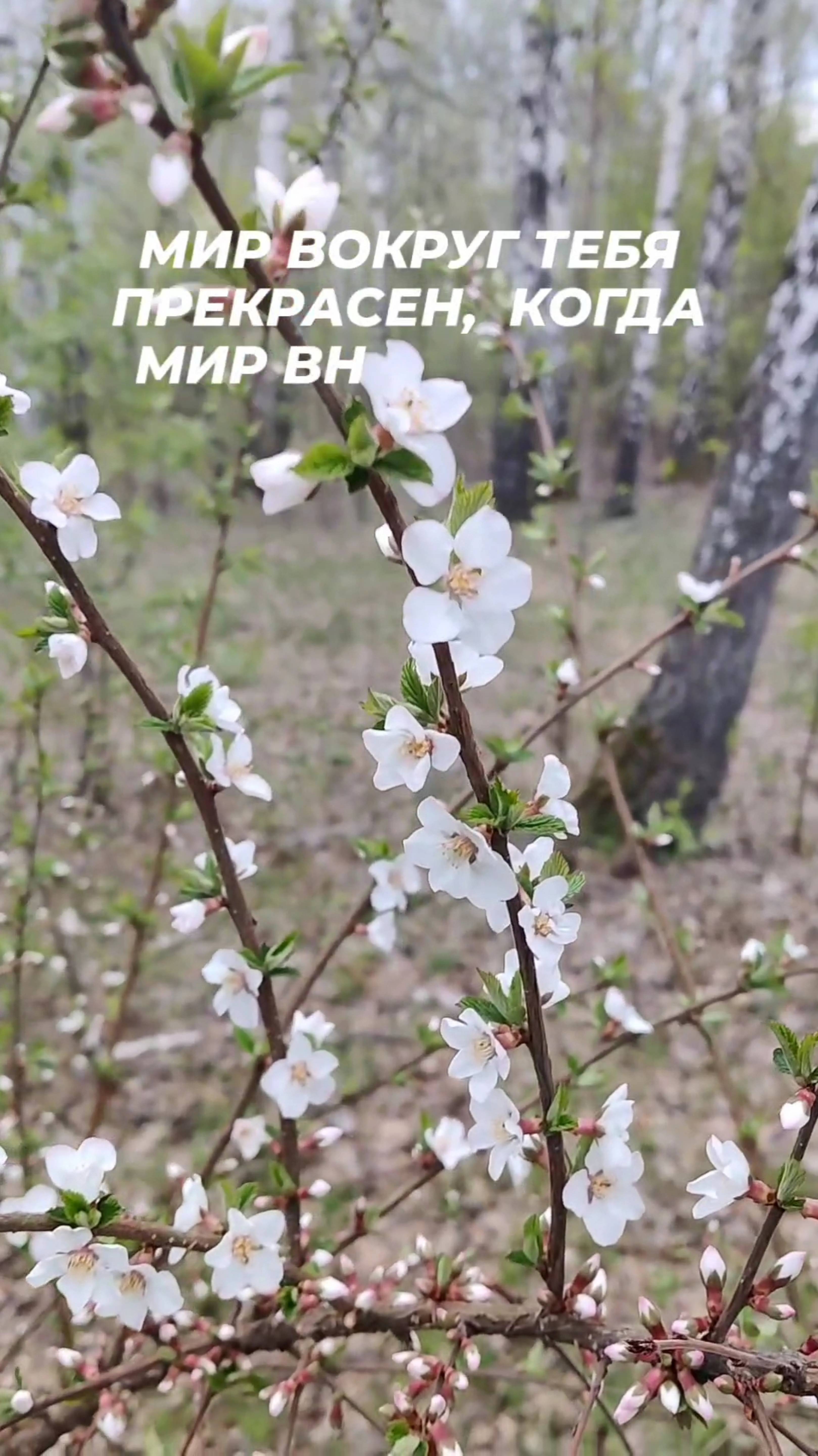 мир вокруг тебя спокоен если ✓✓✓
