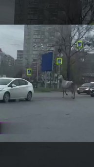 В Хабаровске кто-то опоздал на работу, потому что капот его машины... оседлал конь.