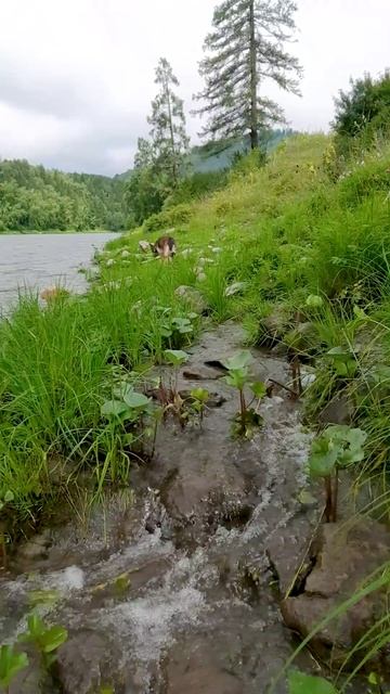 В автодоме на Алтае 2024  ❯  Утро на природе
#автодомсвоимируками #автопутешественники