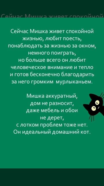 Одинокий кот Мишка желает познакомиться. ❤