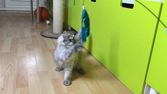 VID_20250429_164636.mp4