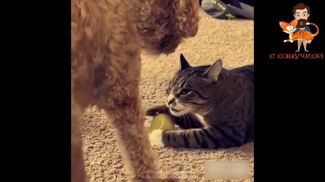 Приколы с котами с озвучкой! Смешные коты! Самые Смешные животные ДО СЛЁЗ! Мне бы таких котов!