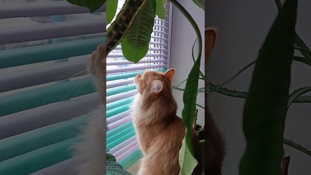 Наблюдательный пункт 👀😻