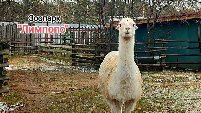 Нижегородский зоопарк "Лимпопо". Часть 7