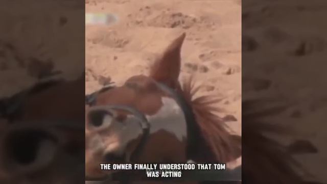 Вялый Том.mp4