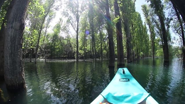 Прогулка по затонувшему лесу