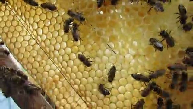 отсаживаю матку из семьи пчел где увидел миску с личинкой , 4.05.2025
