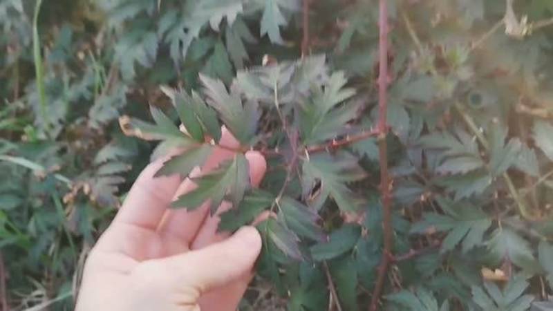 Обзор ежевики Торнлесс Эвергрин «Thornless Evergreen». Как перезимовала на северо-западе