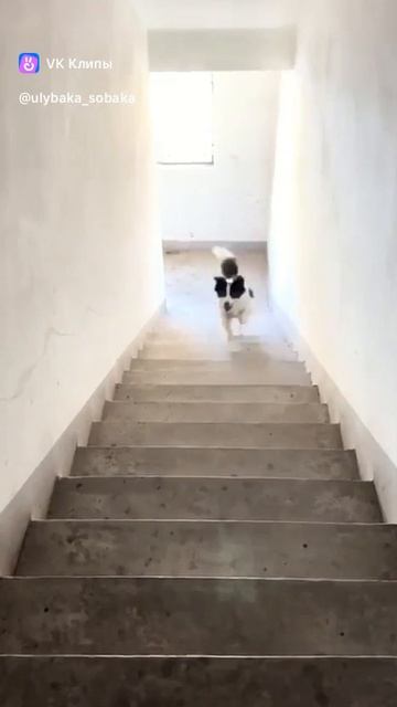 clip-199318593_456296632.mp4
