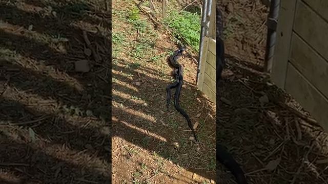 1000474458.mp4