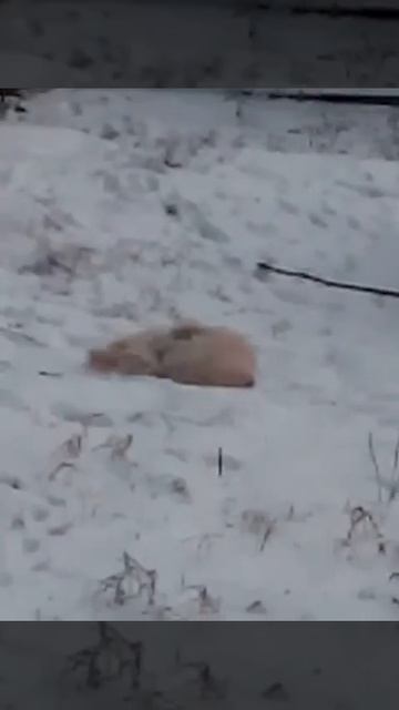 Леня наводит свой снежный груминг