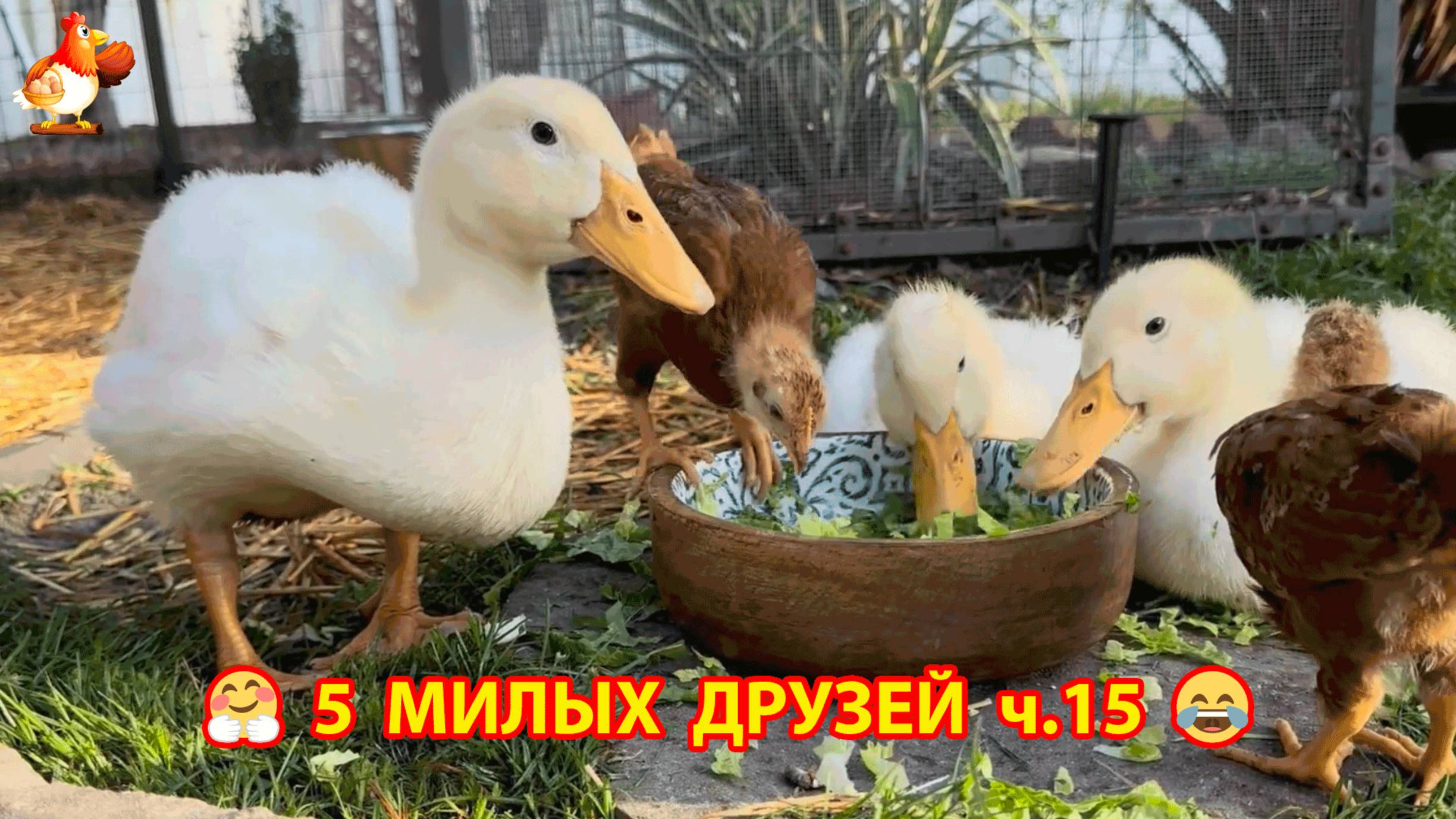 Три Утенка и два Цыпленка милые пушистики на солнышке гуляют ❣️🤗🥰 эпизод (15)