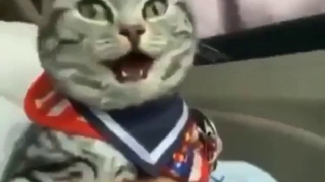 Когда уезжаешь из города на праздники! 😸