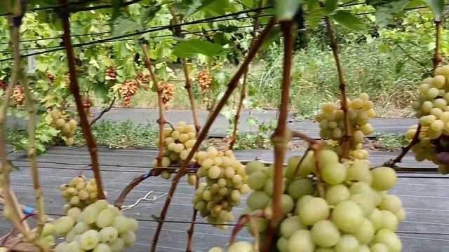 Виноград Медовый(Писанка О. М.), Гуливер(Криуля С. И.) 05.08.24г.виноградник Король В. Н.  Краснода