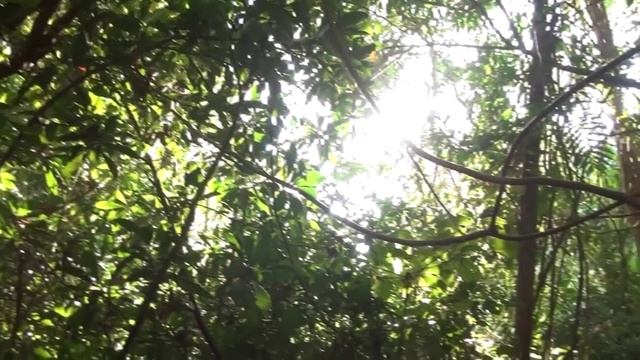 Джунгли Волшебство другого мира