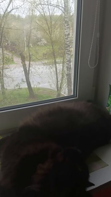 На улице холодно. Котик замерз