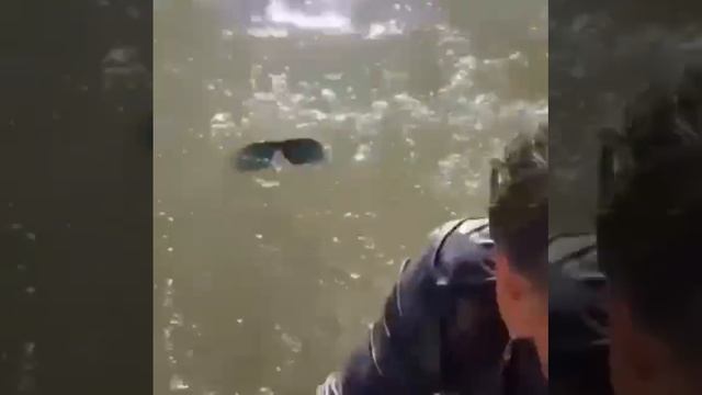 Морской лев утащил под воду девочку