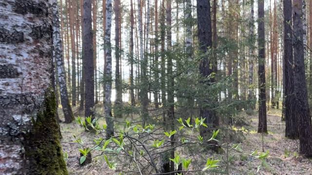 Лучи солнца на траве