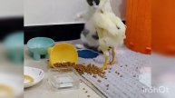 Наглая курочка😆🐱🐔