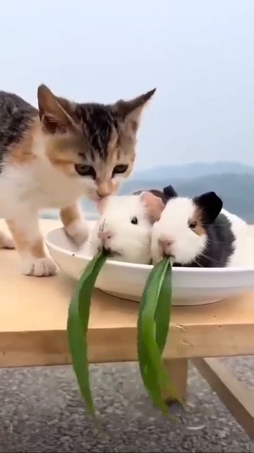 Едят все,но разную пищу 😉🐈😋