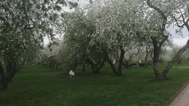 Коломенское, цветение яблоневого сада в Москве.       🍎🍏🍎