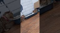 VIDкотики бенгалы