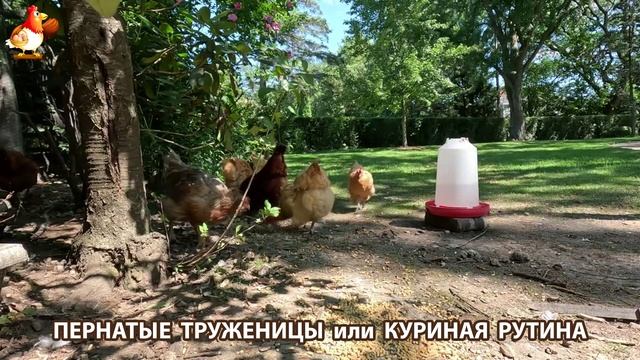 Куры несушки свободного выгула и их обычная куриная рутина – эпизод (244)