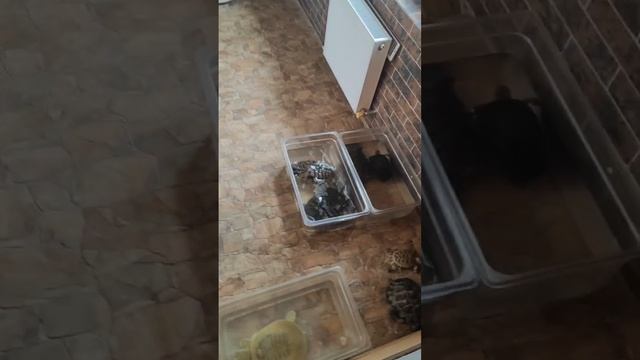 Частный питомник, 03.05.25, Тюмень