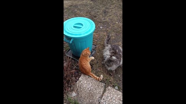 Коты