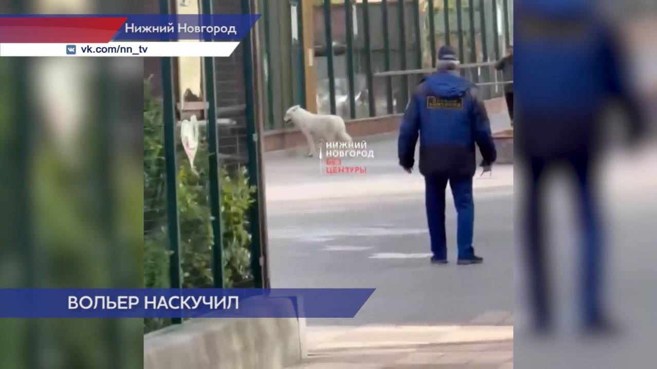 Волчица сбежала из вольера в нижегородском зоопарке "Лимпопо"