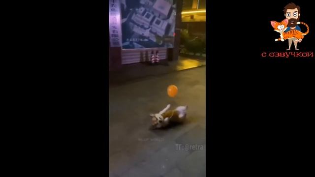 Приколы С КОТАМИ! СМЕШНЫЕ КОТЫ! Смешная ОЗВУЧКА ЖИВОТНЫХ 2023!