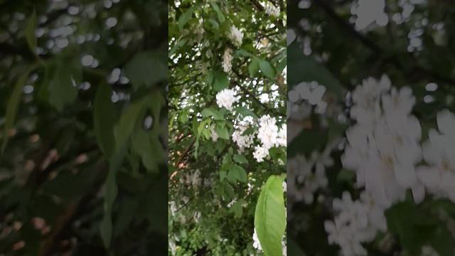 05-05-2025 Черемуха в цвету....