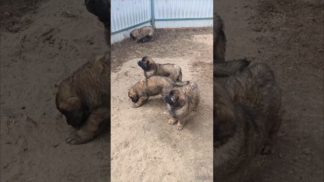 1000378245.mp4