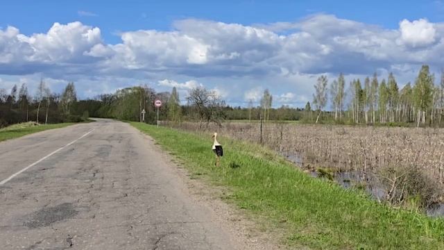 АИСТ в Псковской области