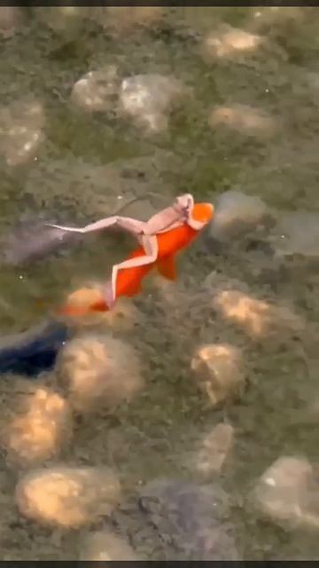 В водном мире свои лошадки. Для лягушки наездницы - самое то!