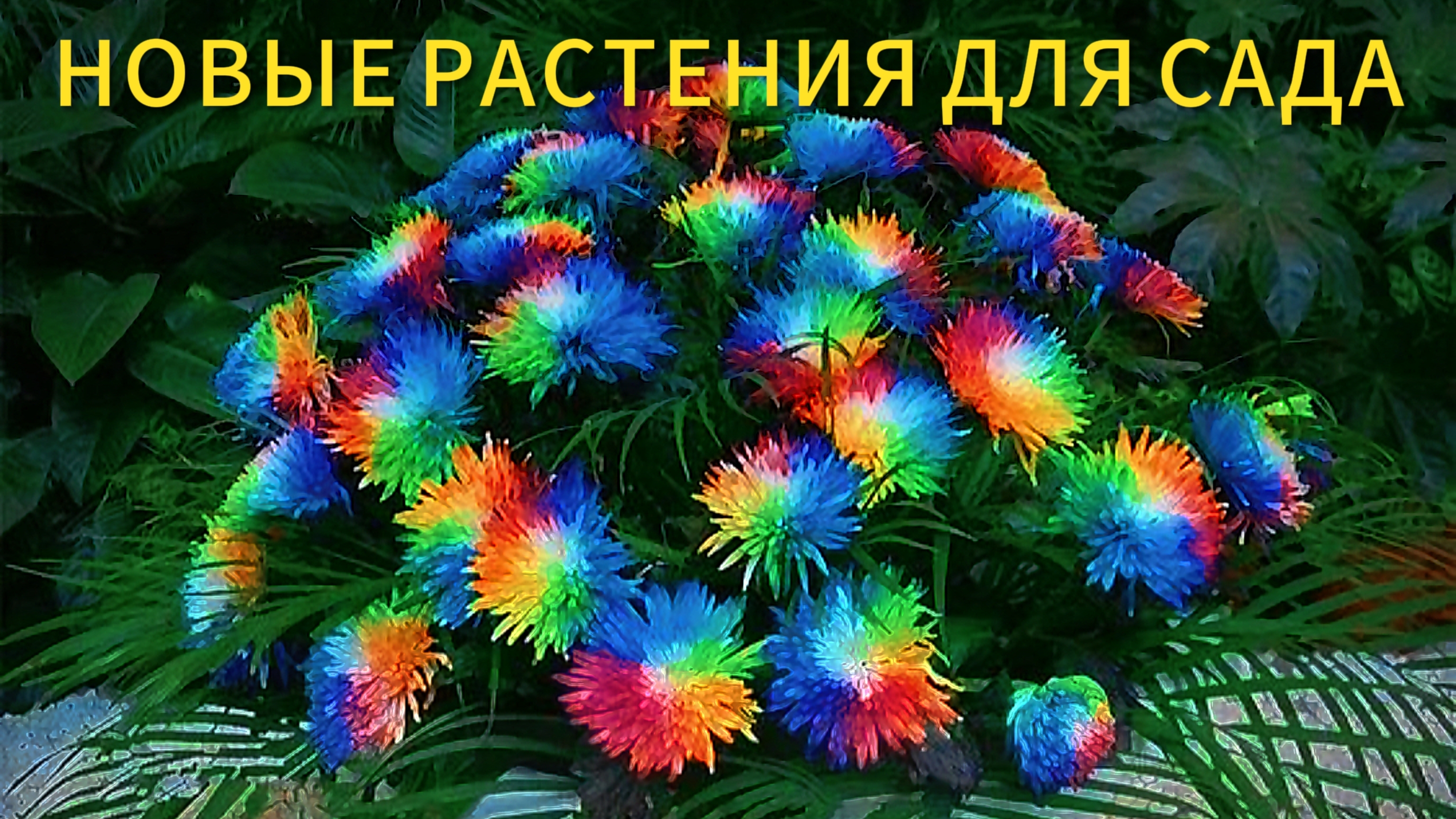 НОВЫЕ МНОГОЛЕТНИЕ РАСТЕНИЯ ДЛЯ САДА 2025 г.