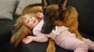 Огромные немецкие овчарки охраняют ребенка, как настоящего брата или сестру