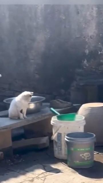 Которулетка