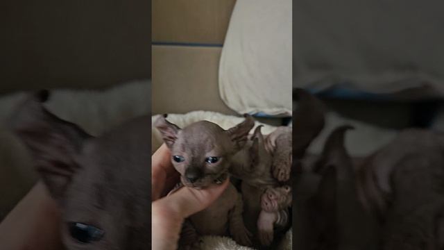 Двэльфик и эльфик 1 мес.