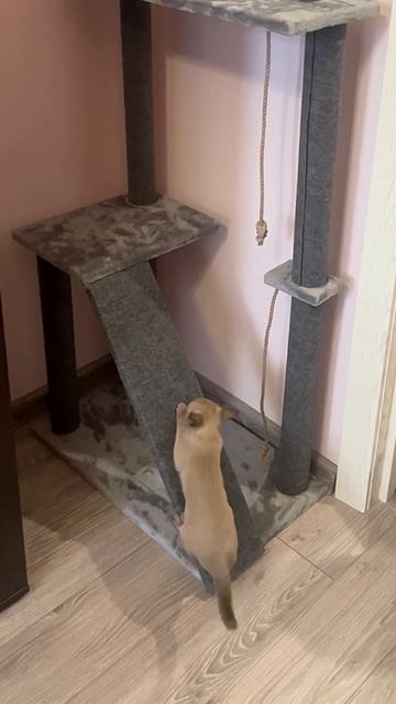 Марси 3 месяца #котенок #бурма #веселая #марсиблог