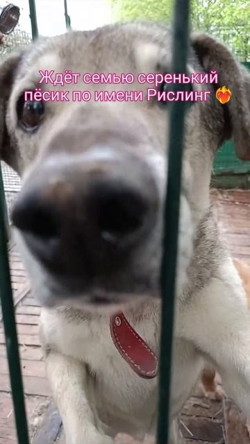 Милый серенький песик ищет дом