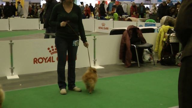 КЛАСС ОТКРЫТЫЙ КОБЕЛИ 1