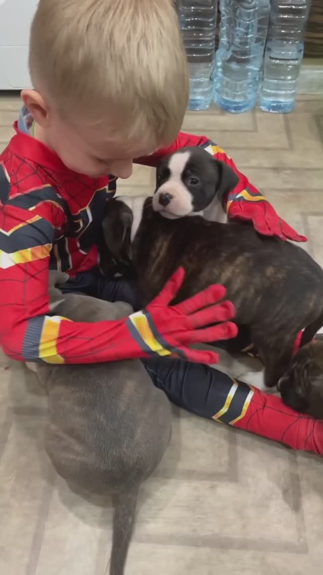 Щенки 🐶 Стаффордширский терьер Светлана Шишкина Питомник "Лучшая компания" 📍Крым
