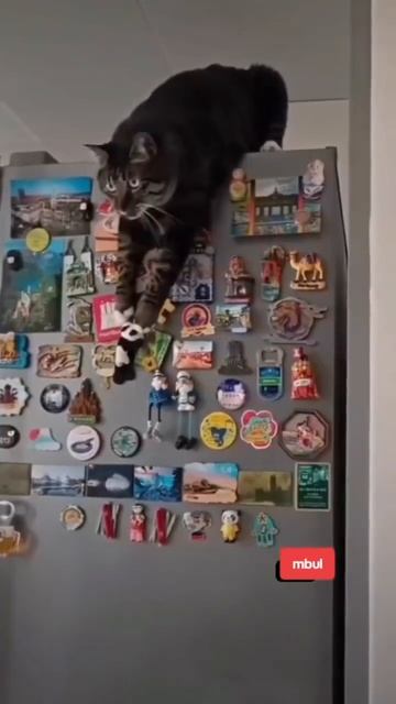 Операция "Панда" завершилась успешно 👍🌟🐈