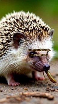 5 ФАКТОВ О ЕЖАХ 🦔