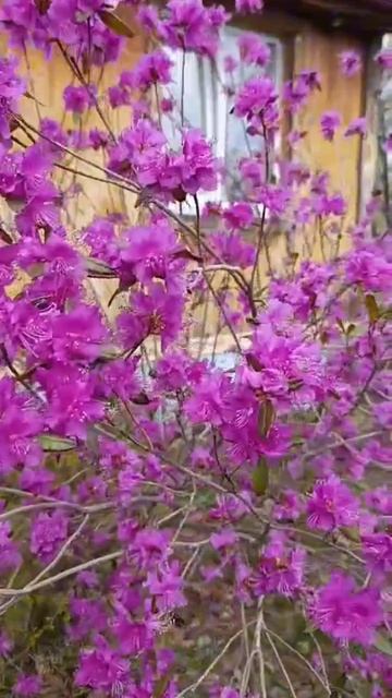 Пышное цветение Рододендрона